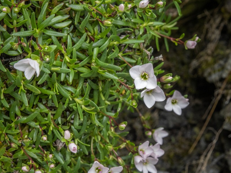 Veronica colostylis photo 2