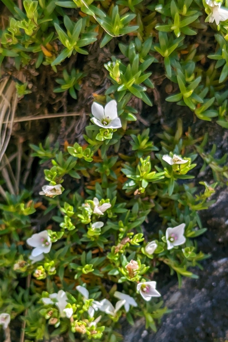Veronica colostylis photo 3