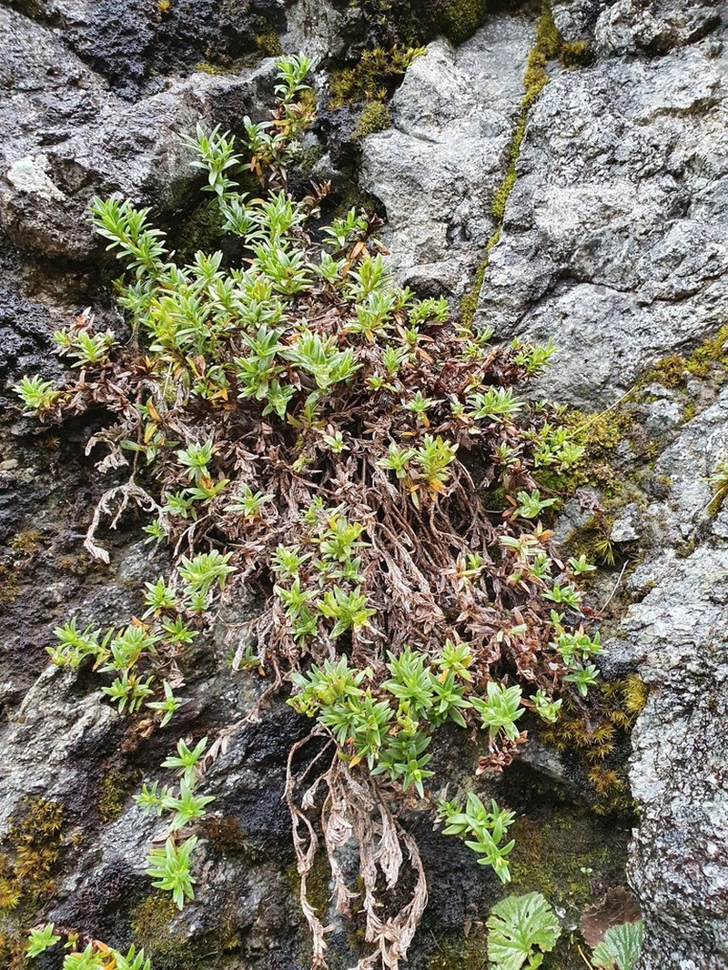 Veronica colostylis photo 4