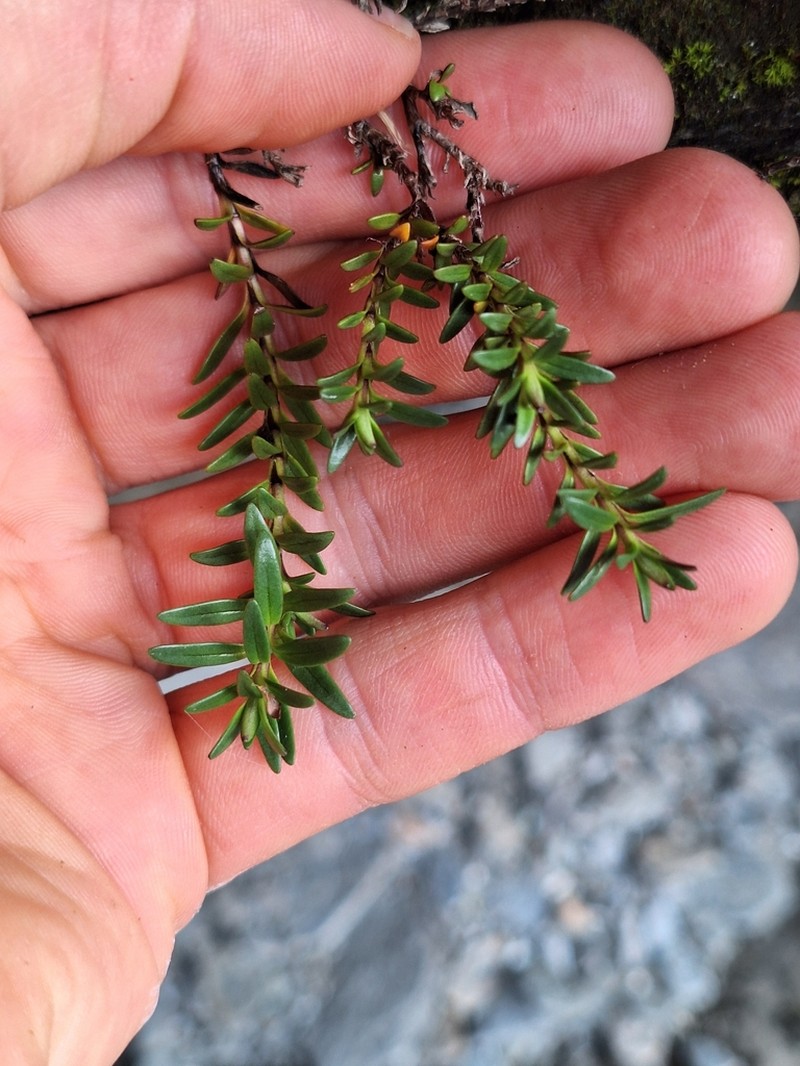 Veronica colostylis photo 5