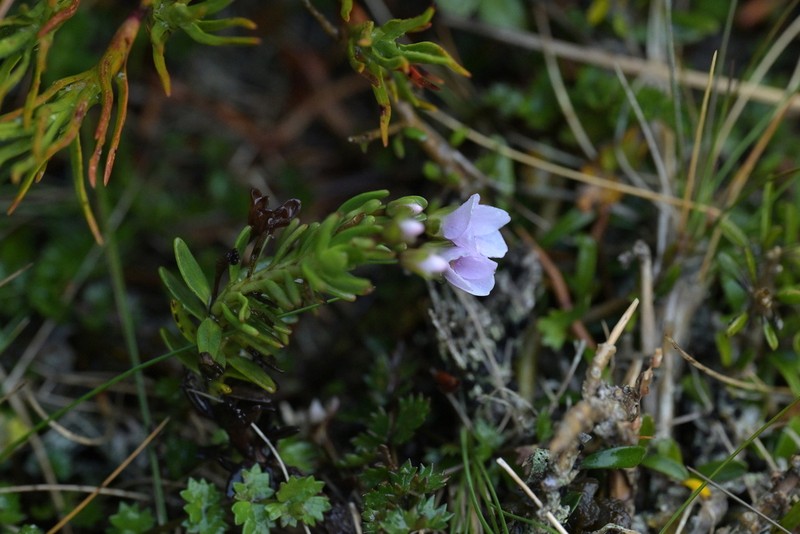 Veronica colostylis photo 6