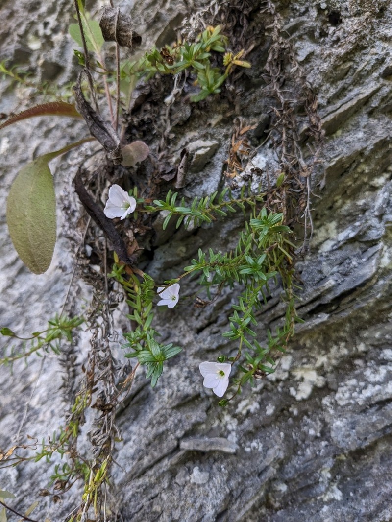 Veronica colostylis photo 7