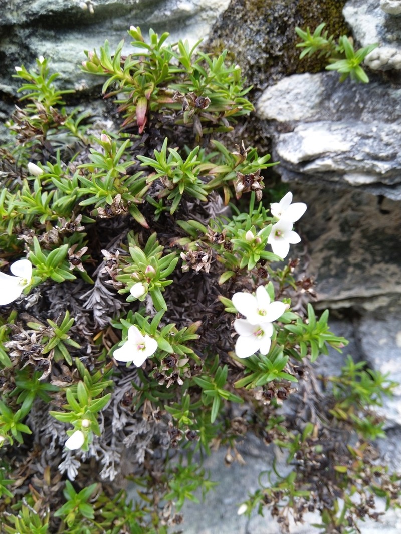 Veronica colostylis photo 8