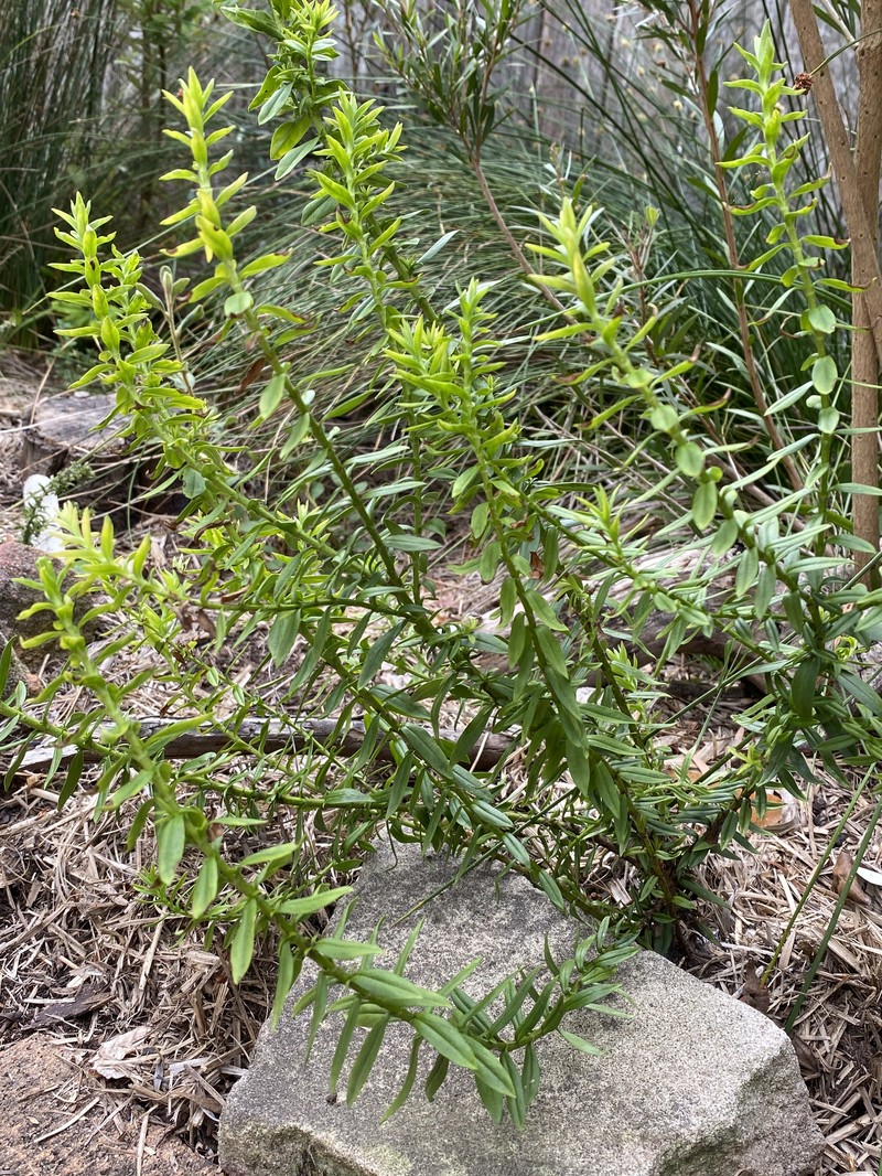 Veronica continua