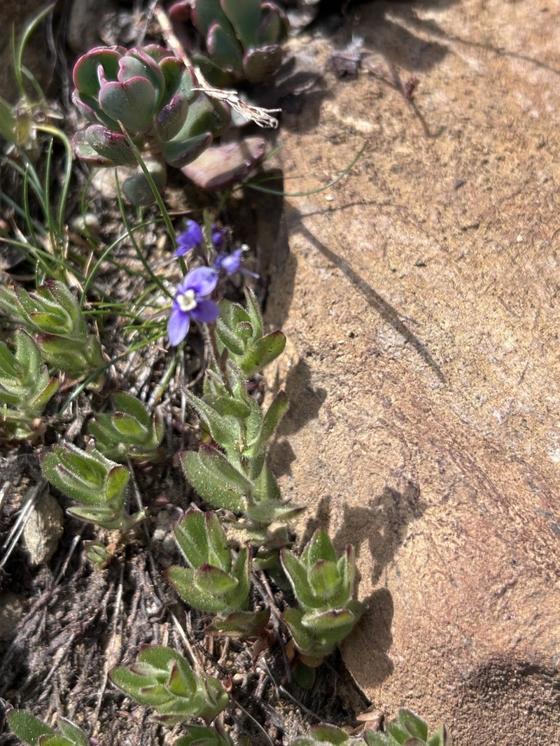 Copeland's Speedwell photo 2