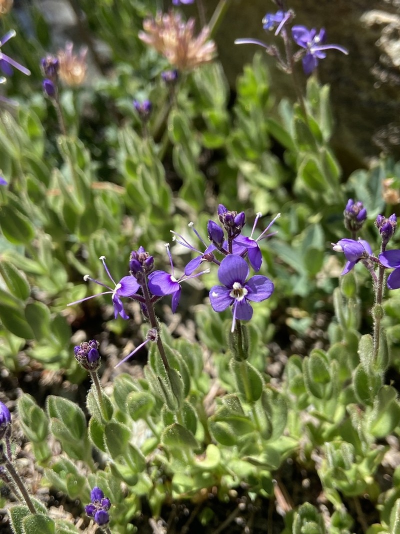 Copeland's Speedwell photo 3