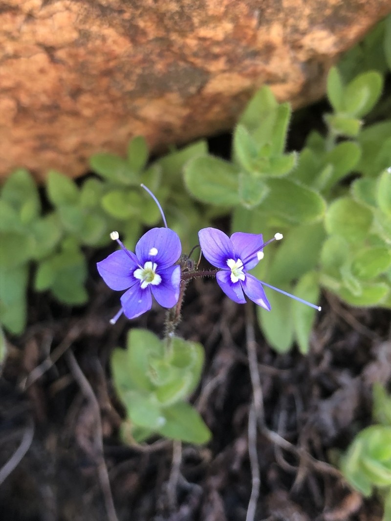 Copeland's Speedwell photo 4