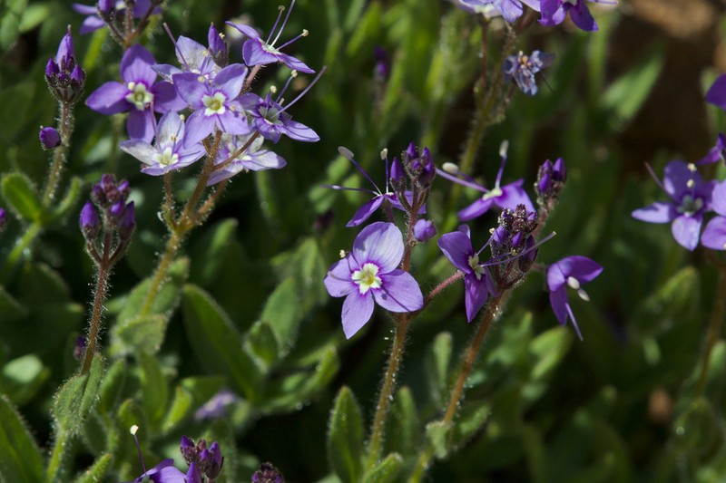 Copeland's Speedwell photo 5