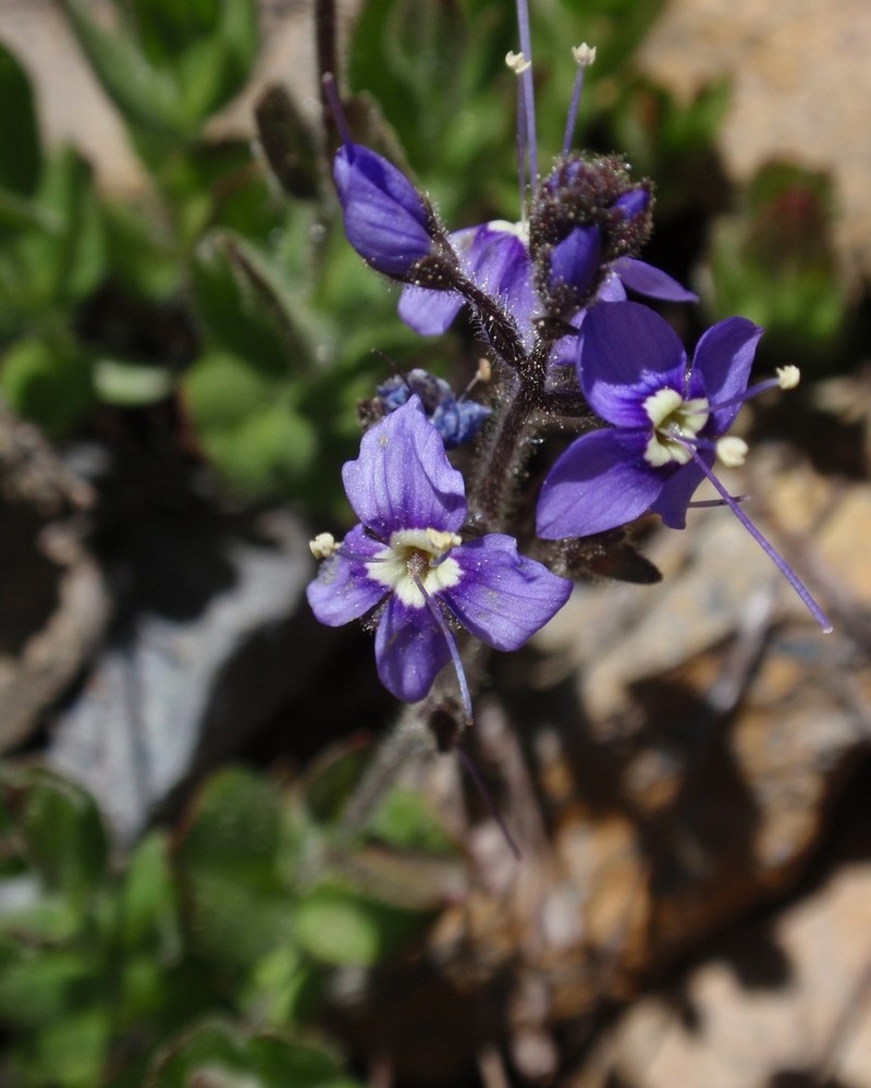 Copeland's Speedwell photo 6