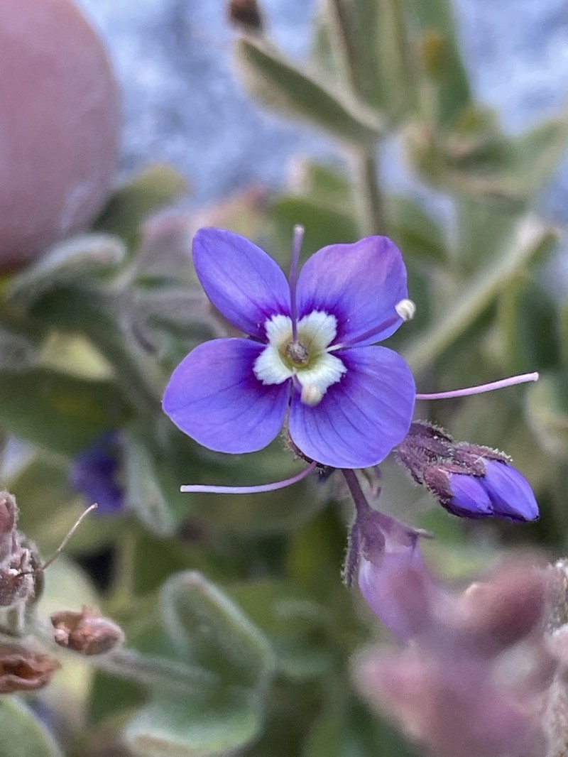 Copeland's Speedwell photo 7