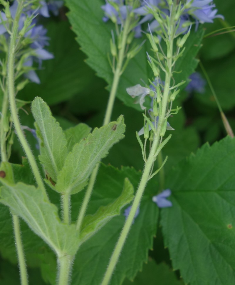 Veronica crinita