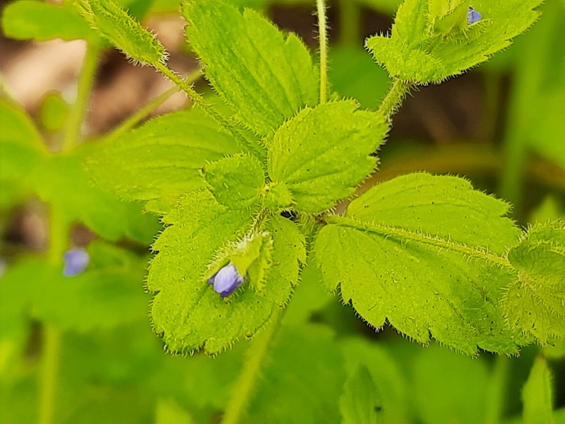Veronica crista-galli