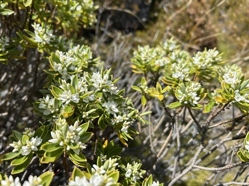 Veronica cryptomorpha photo 2