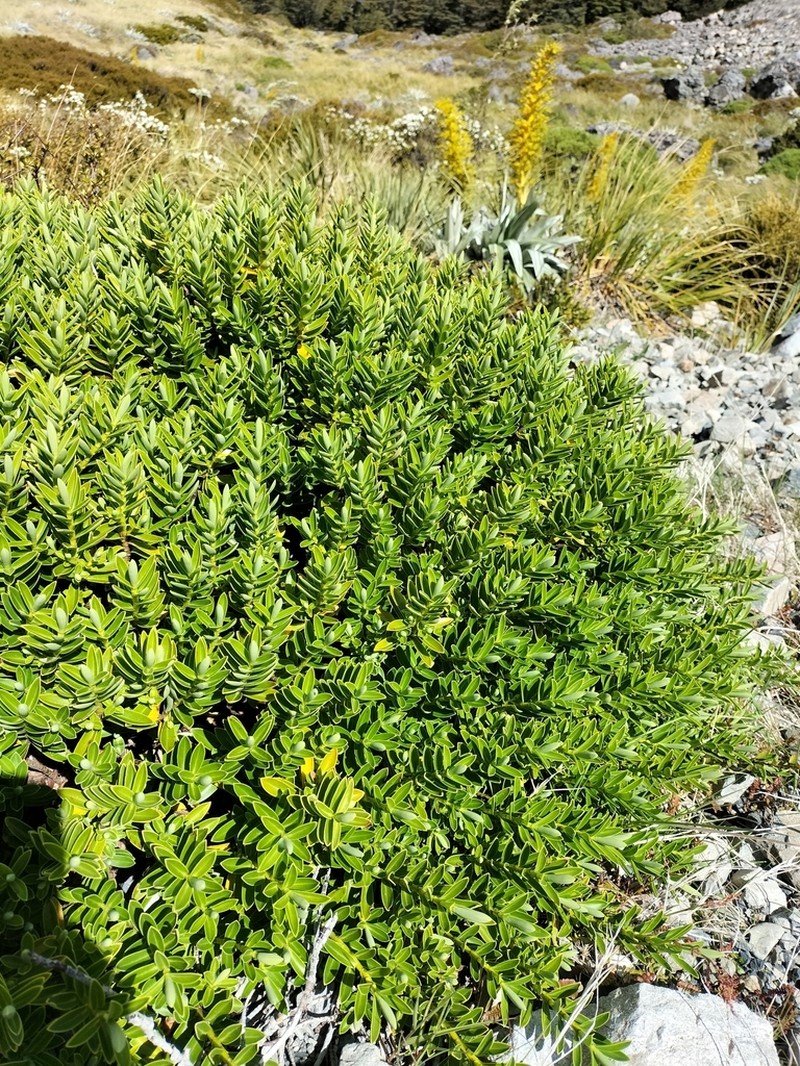 Veronica cryptomorpha photo 4