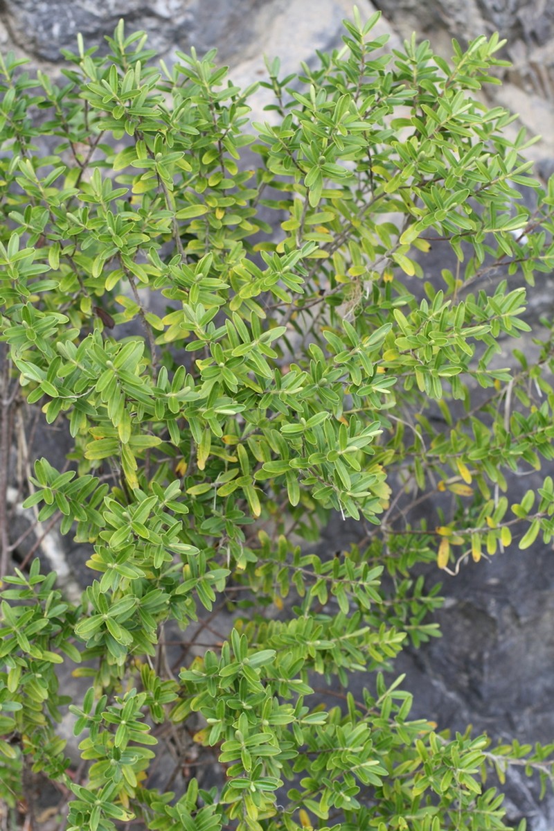 Veronica cryptomorpha photo 8