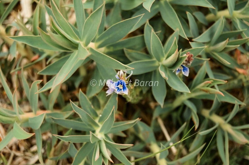 Veronica cuneifolia photo 2