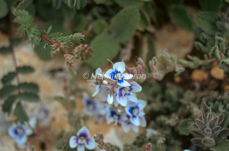 Veronica cuneifolia photo 3