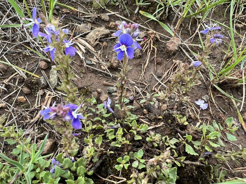Veronica cuneifolia photo 4