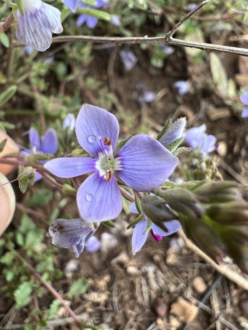 Veronica cuneifolia photo 6