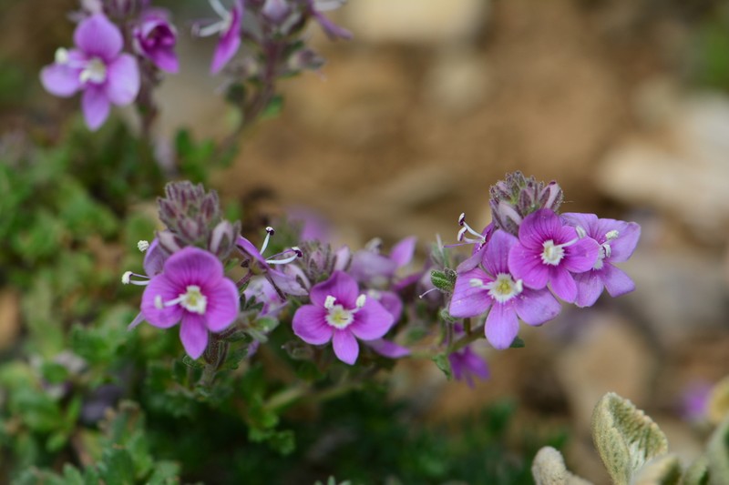 Veronica cuneifolia photo 7