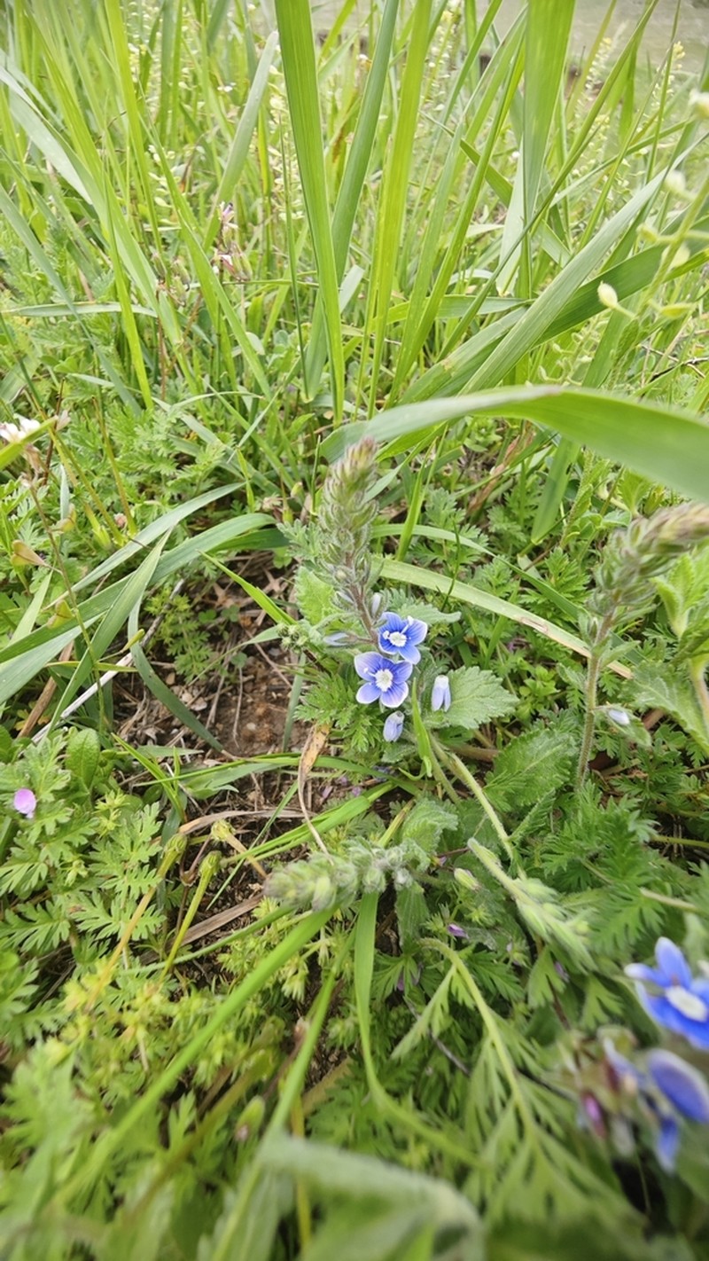 Veronica cuneifolia photo 8