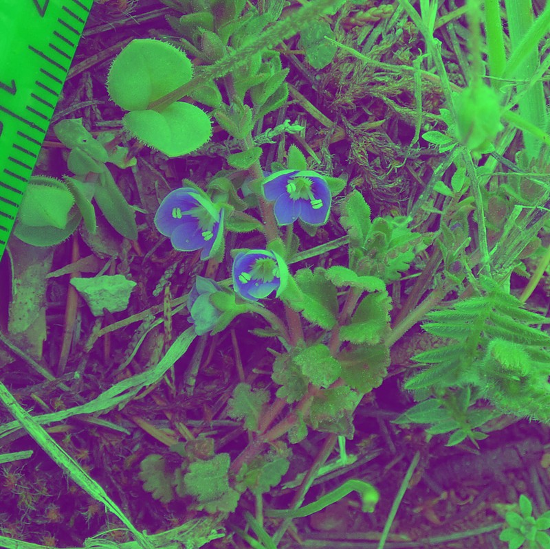 Veronica cuneifolia subsp. cuneifolia