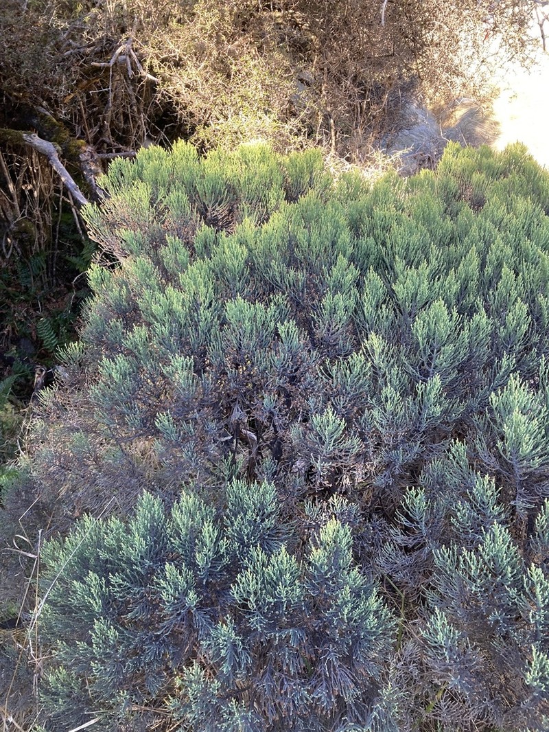 Veronica cupressoides