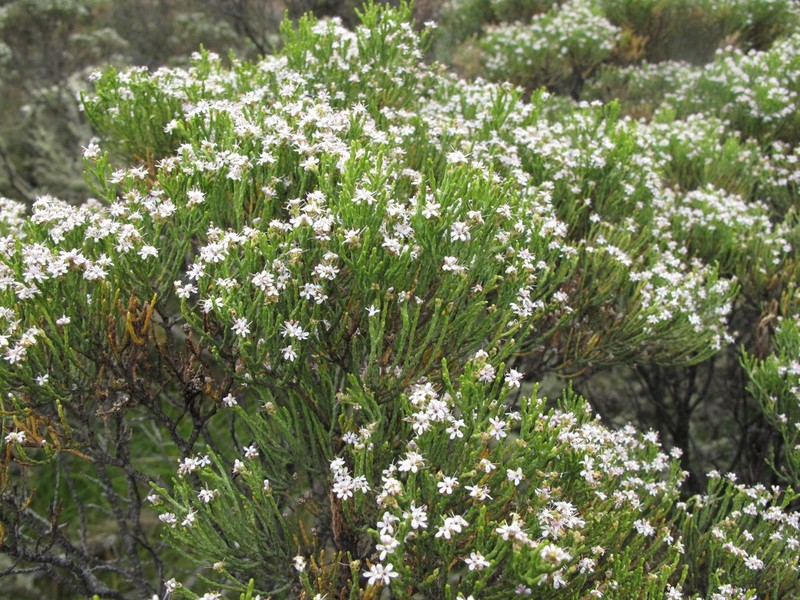 Veronica cupressoides photo 2