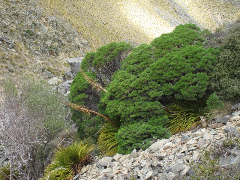 Veronica cupressoides photo 3