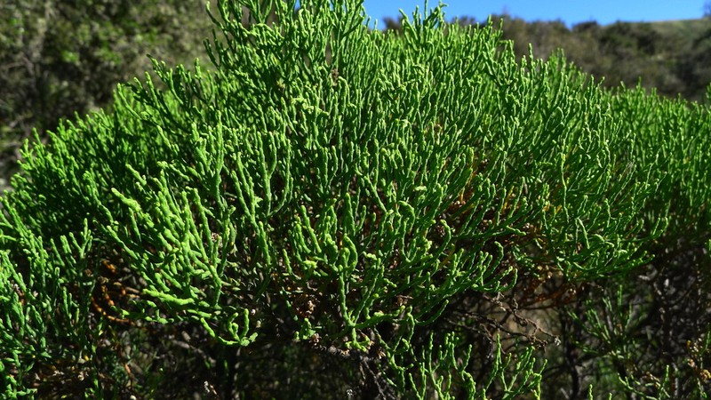 Veronica cupressoides photo 4