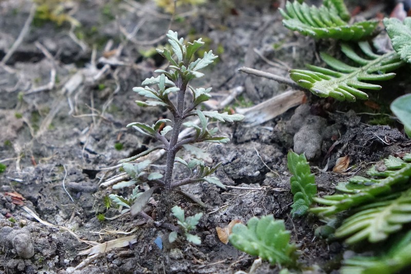 Veronica cupressoides photo 7