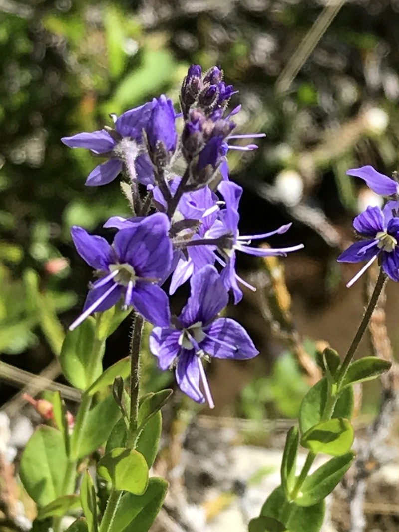 Cusick's Speedwell photo 2