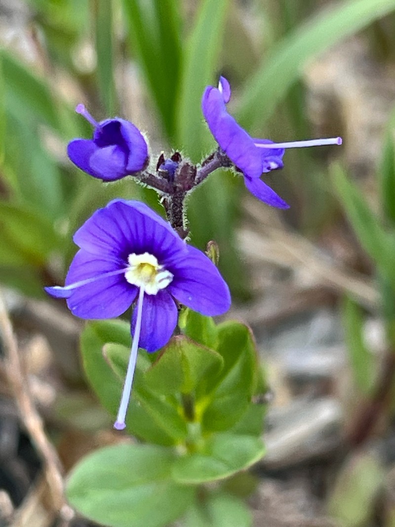 Cusick's Speedwell photo 3