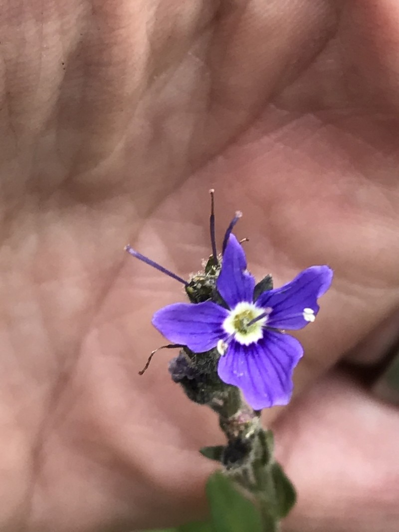 Cusick's Speedwell photo 4