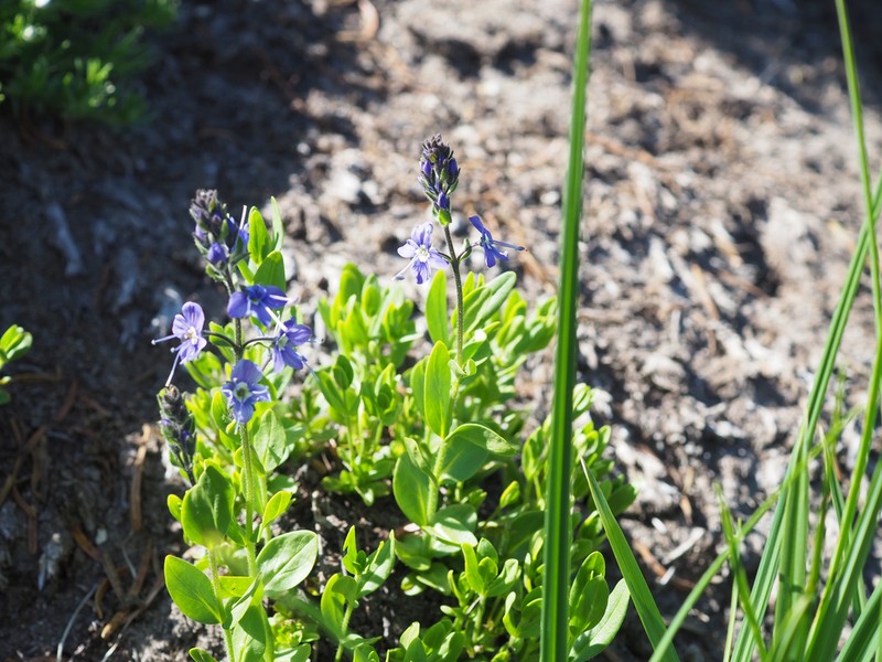 Cusick's Speedwell photo 5