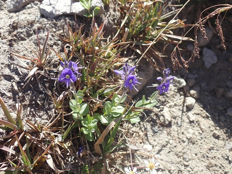Cusick's Speedwell photo 6