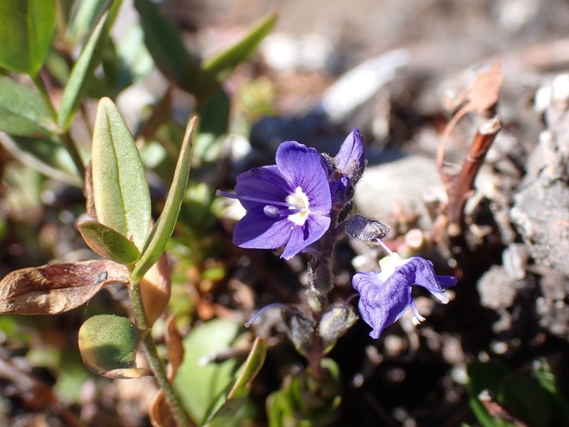 Cusick's Speedwell photo 7