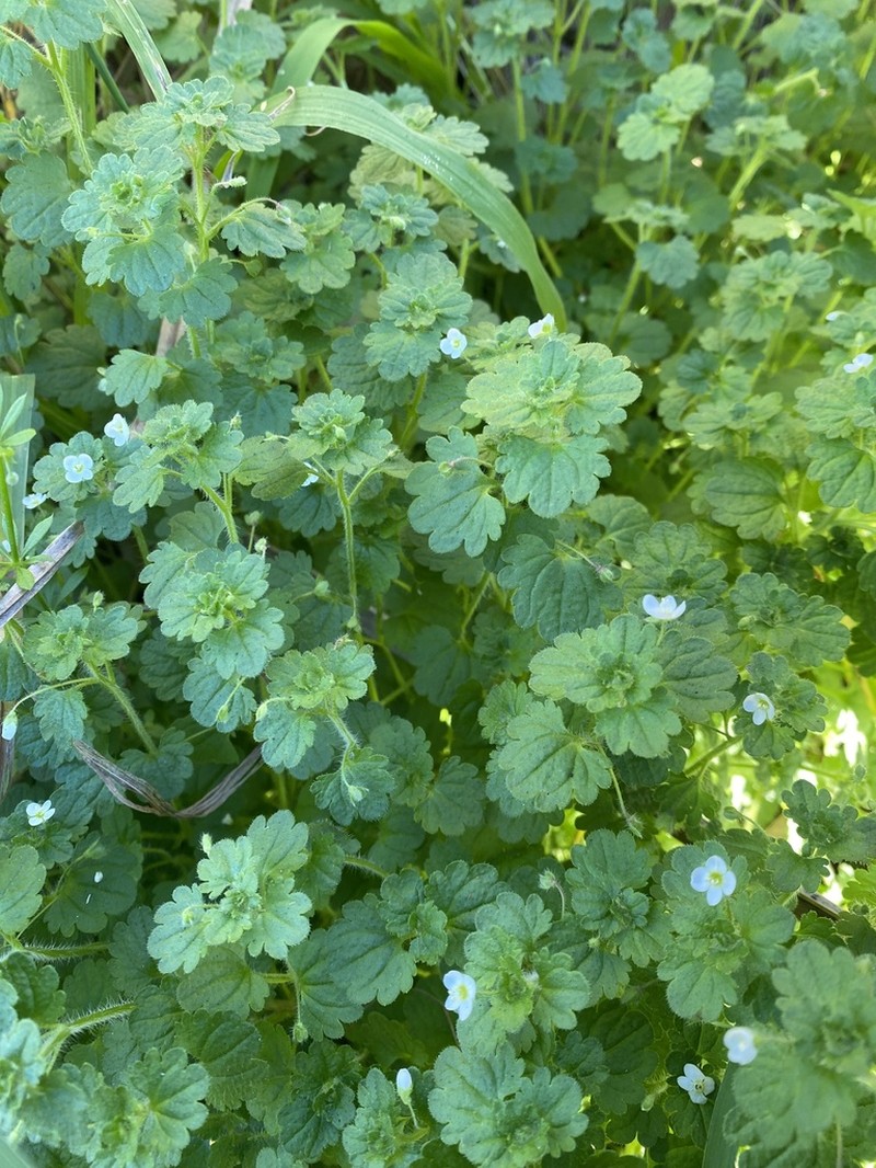 Glandular Speedwell photo 4