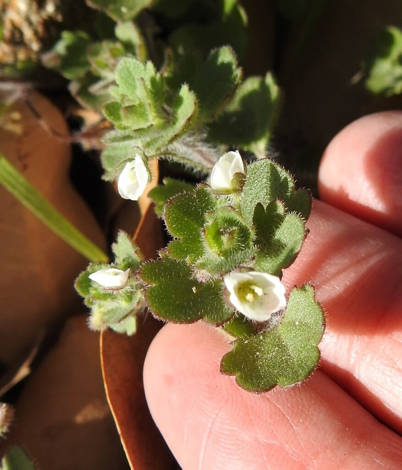 Glandular Speedwell photo 5
