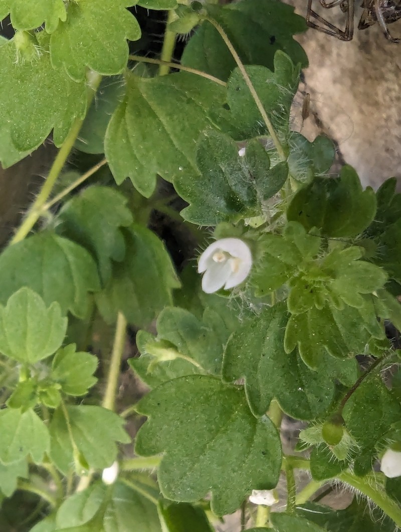 Glandular Speedwell photo 6