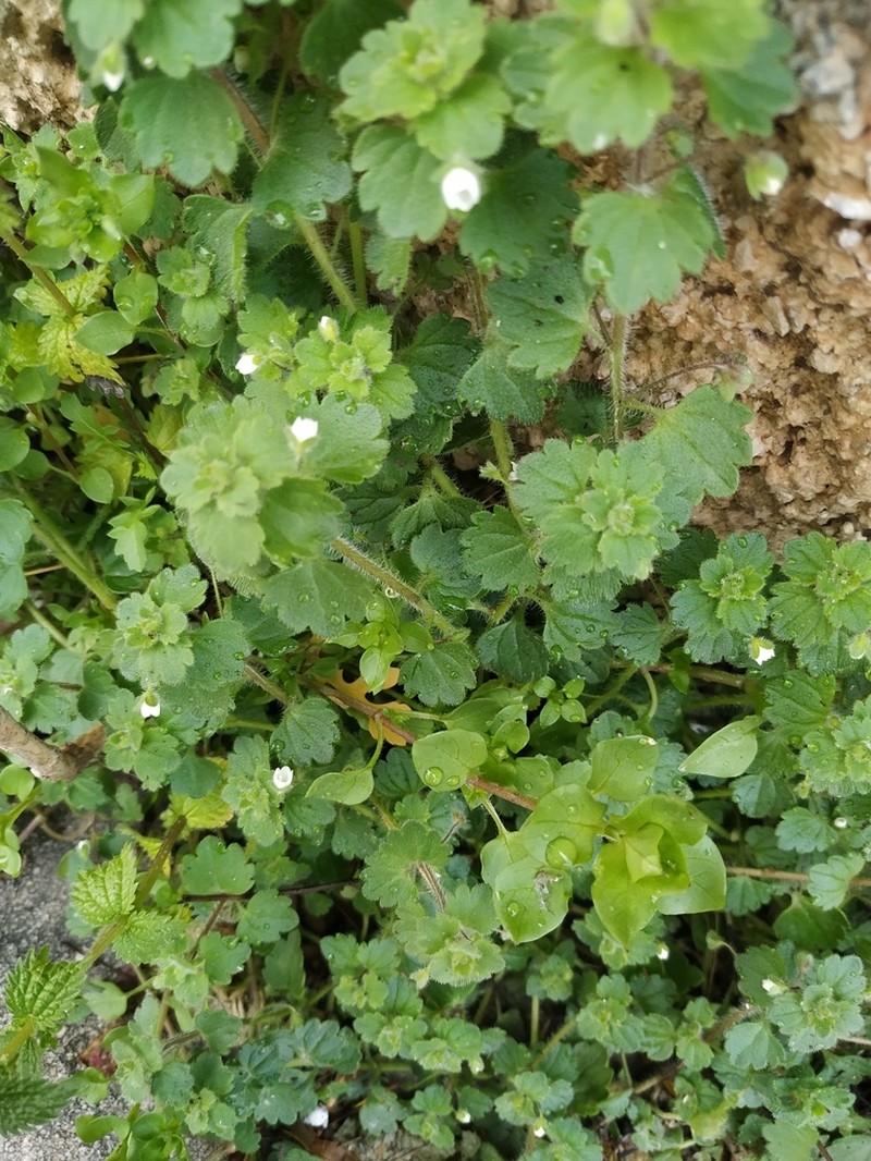 Glandular Speedwell photo 7