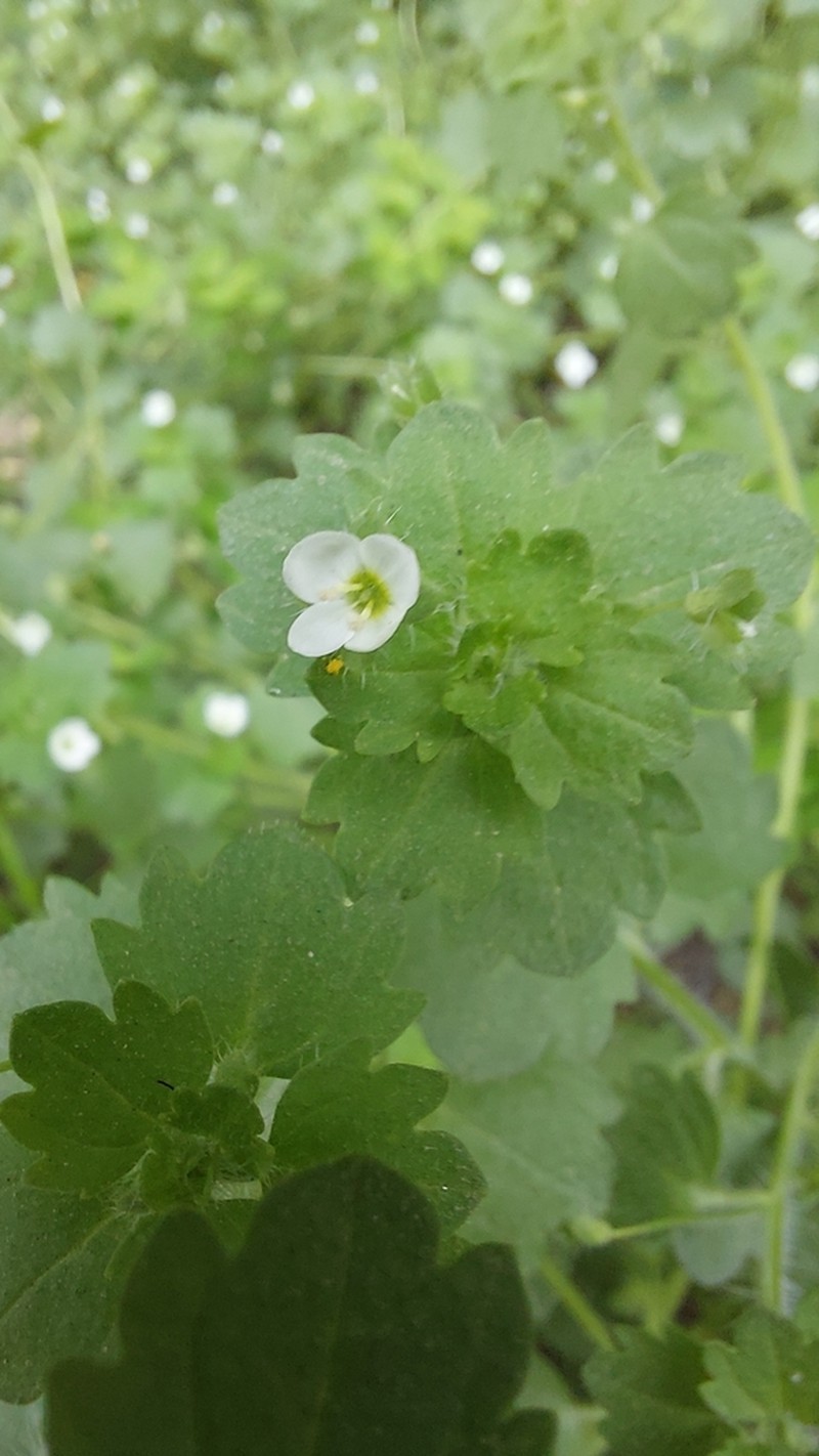 Glandular Speedwell photo 8