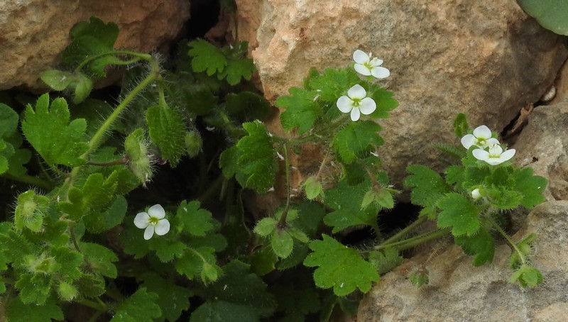 Glandular Speedwell photo 2