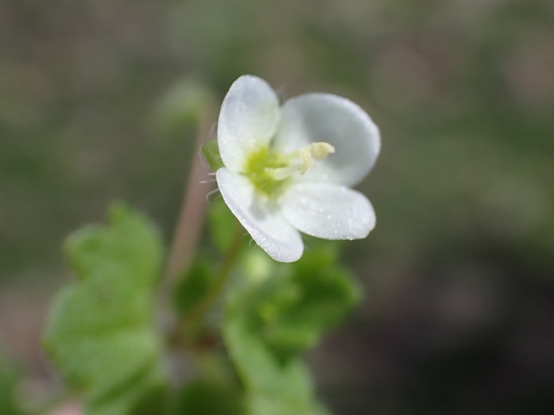 Glandular Speedwell photo 3