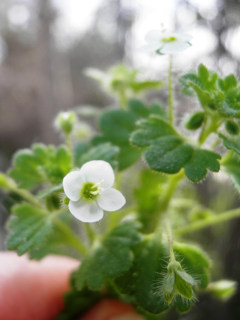 Glandular Speedwell