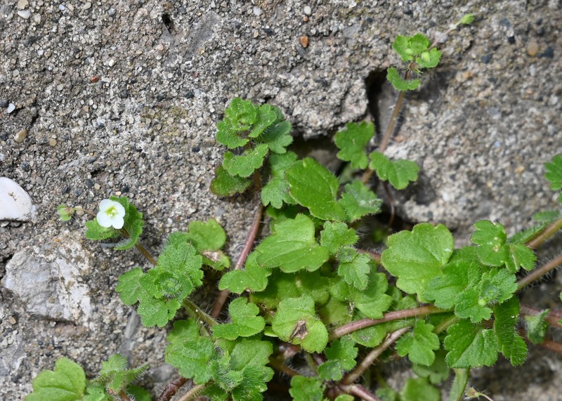 Glandular Speedwell photo 4