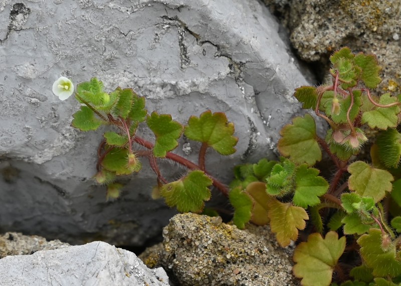 Glandular Speedwell photo 5