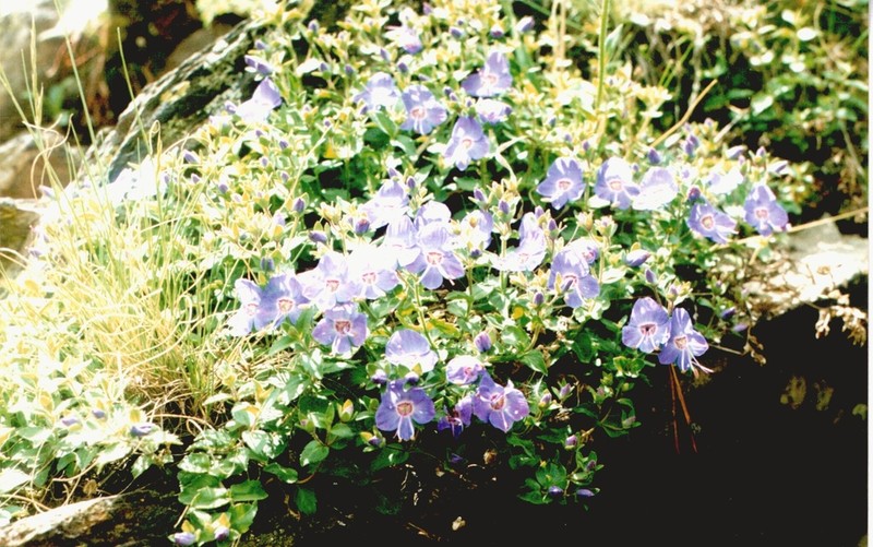 Veronica daghestanica