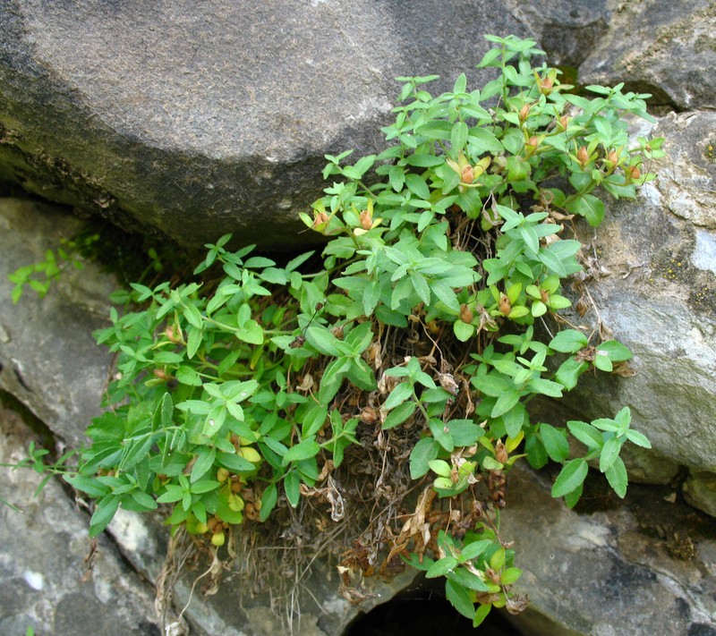 Veronica daghestanica photo 4
