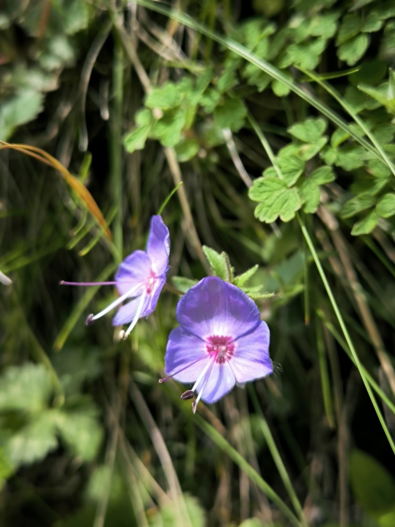 Veronica daghestanica photo 6